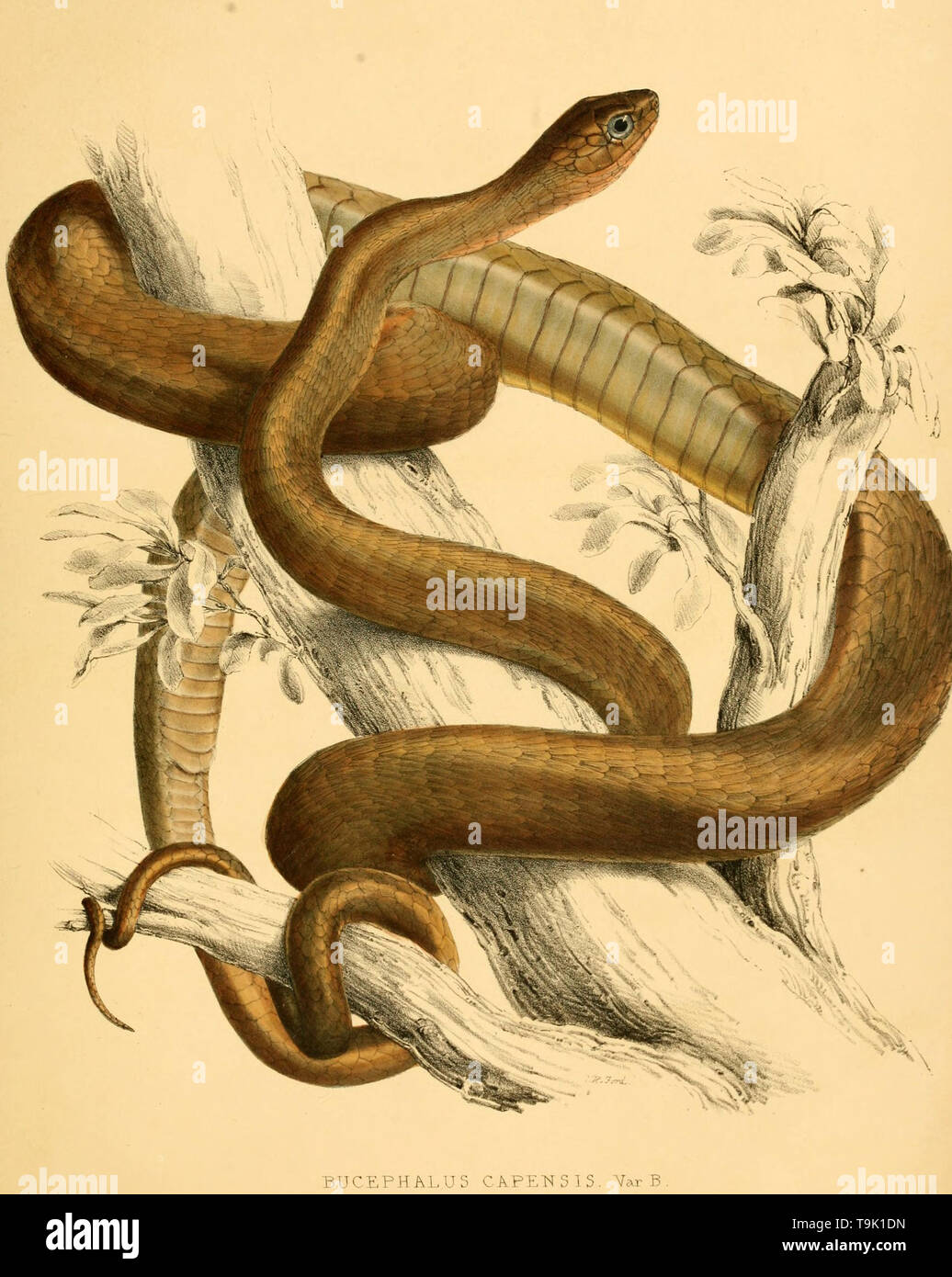 Beautiful vintage hand drawn illustrations of snakes and reptiles from