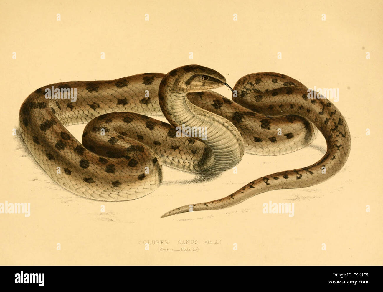 https www alamy com beautiful vintage hand drawn illustrations of snakes and reptiles from old book can be used as poster or decorative element for interior design image246895325 html