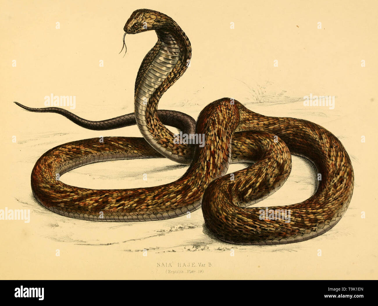 https www alamy com beautiful vintage hand drawn illustrations of snakes and reptiles from old book can be used as poster or decorative element for interior design image246895341 html
