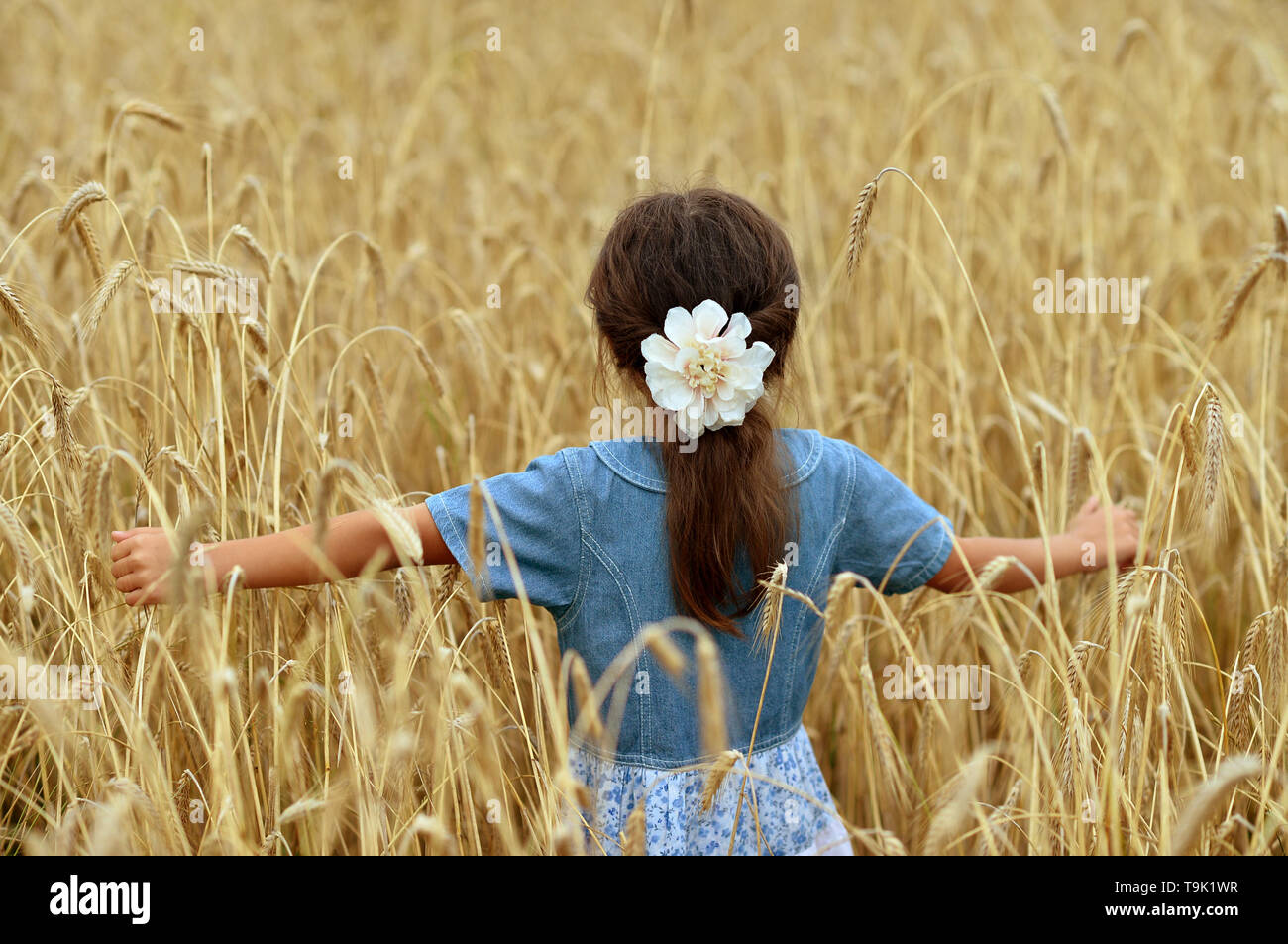 Portrait of cute little girl in wheat field Stock Photo - Alamy