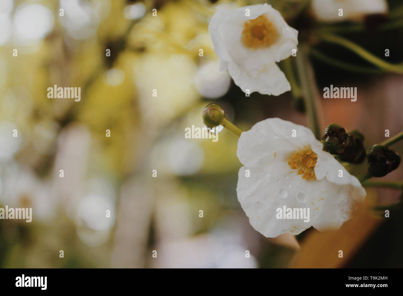 Macro photography, architecture hi-res stock photography and images - Alamy