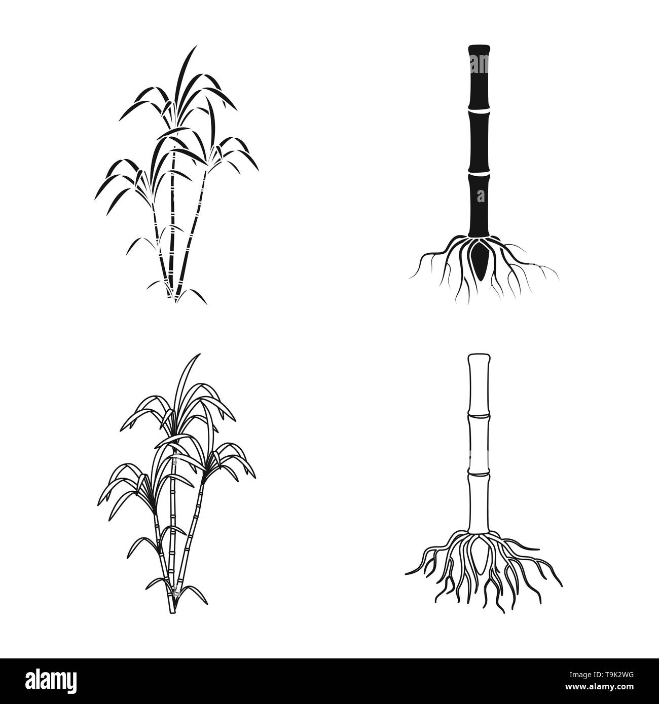 bush,root,palm,system,growth,stem,branch,sprout,juice,underground,leaf,eco,pillar,process,green,development,africa,basis,india,organic,farm,agriculture,sucrose,technology,sugarcane,cane,sugar,field,plant,plantation,set,vector,icon,illustration,isolated,collection,design,element,graphic,sign, Vector Vectors , Stock Vector