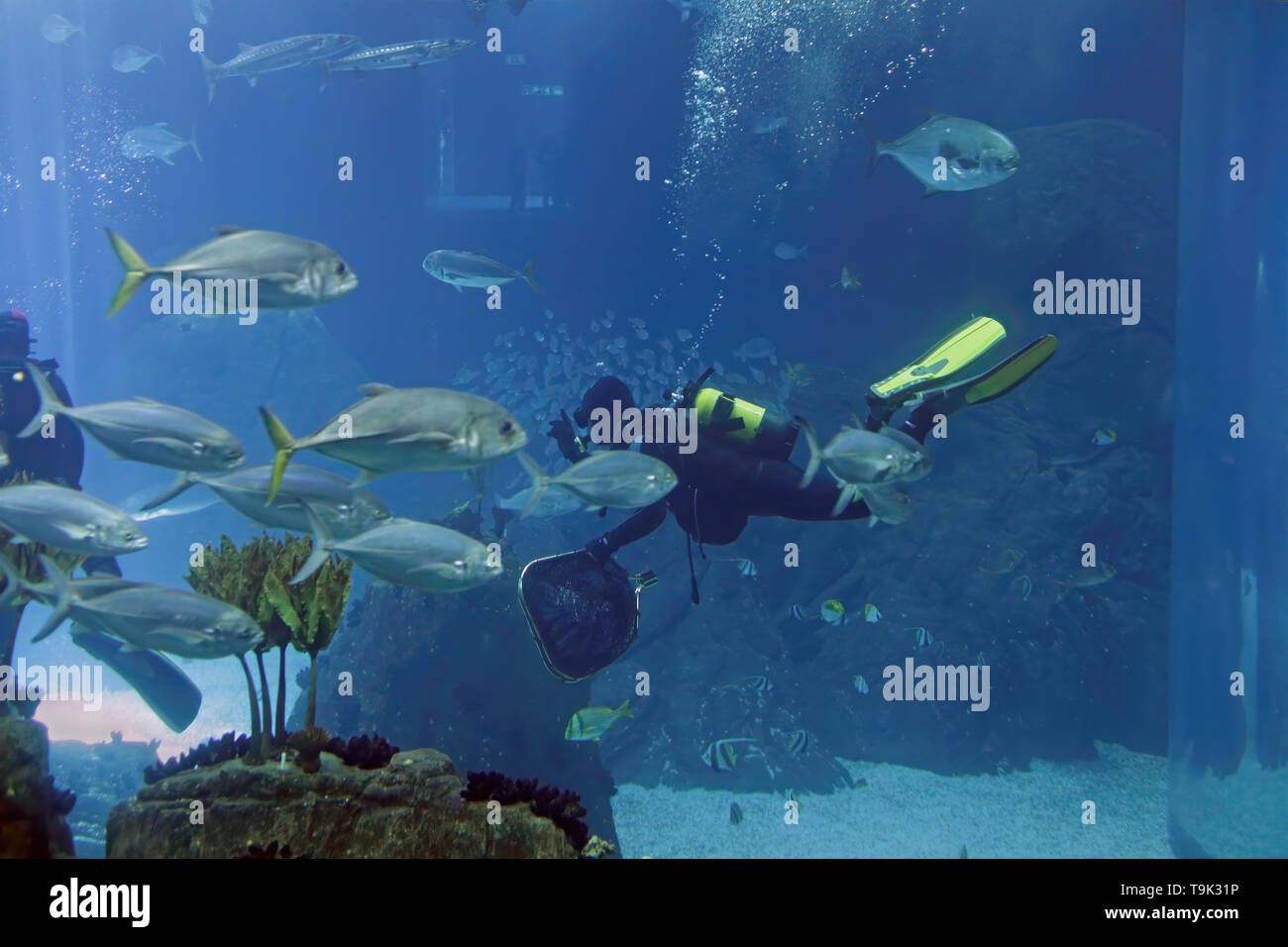 Biologist aquarium divers during daily maintenance Stock Photo Alamy