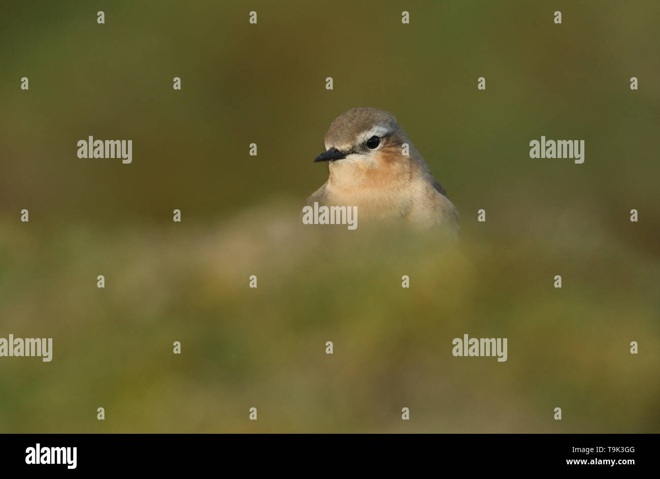 A stunning female Wheatear, Oenanthe oenanthe, hunting for insects to eat in the moorlands of Durham, UK. Stock Photo