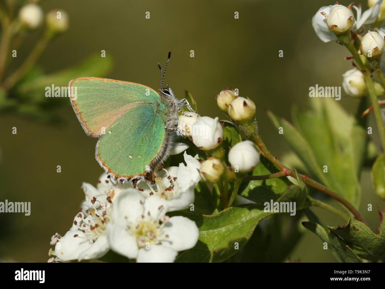 A beautiful Green Hairstreak Butterfly, Callophrys rubi, nectaring  on a hawthorn flower. Stock Photo