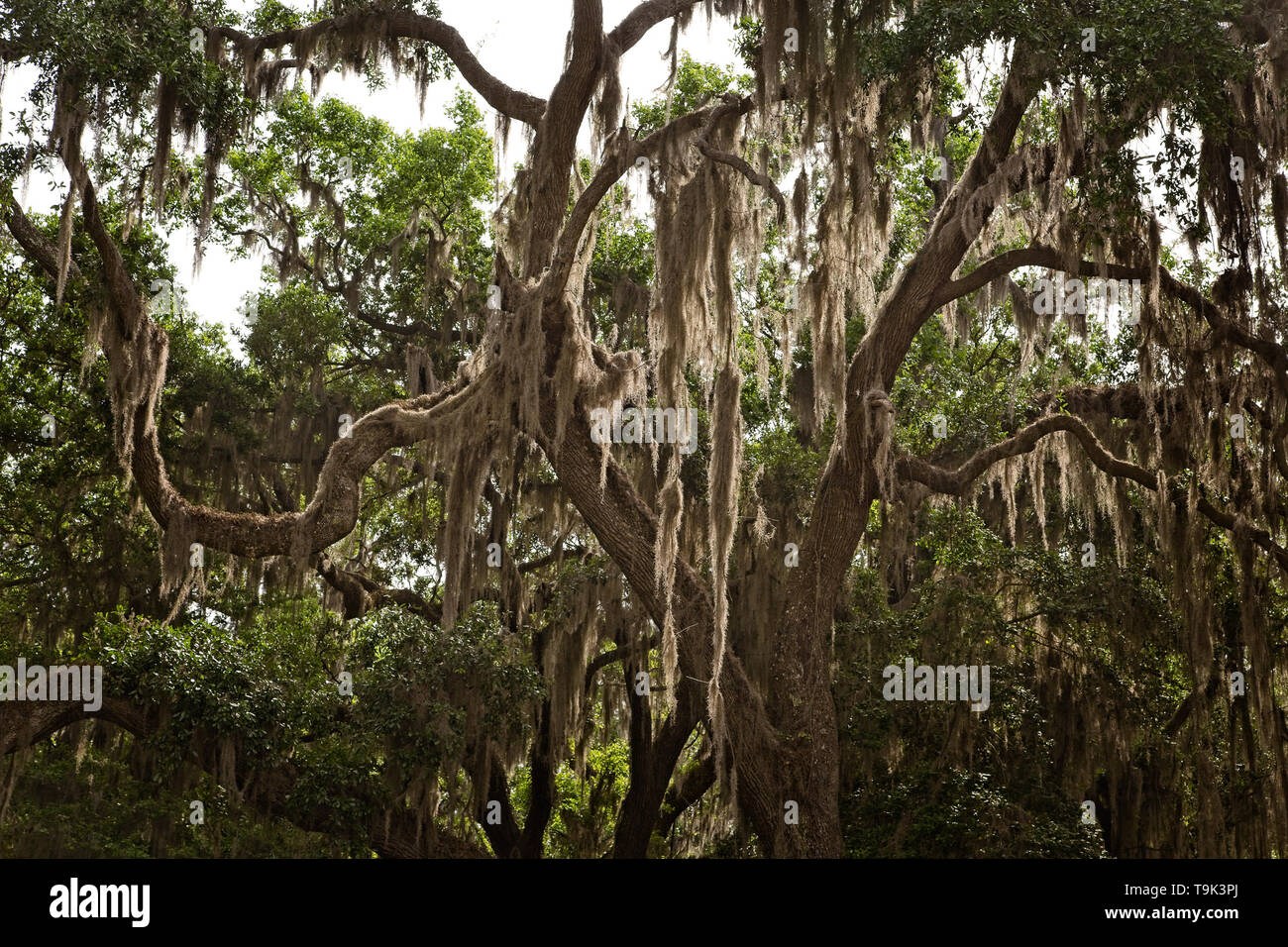 Spanish Moss growing on old oak trees in the southern United States Stock Photo Alamy