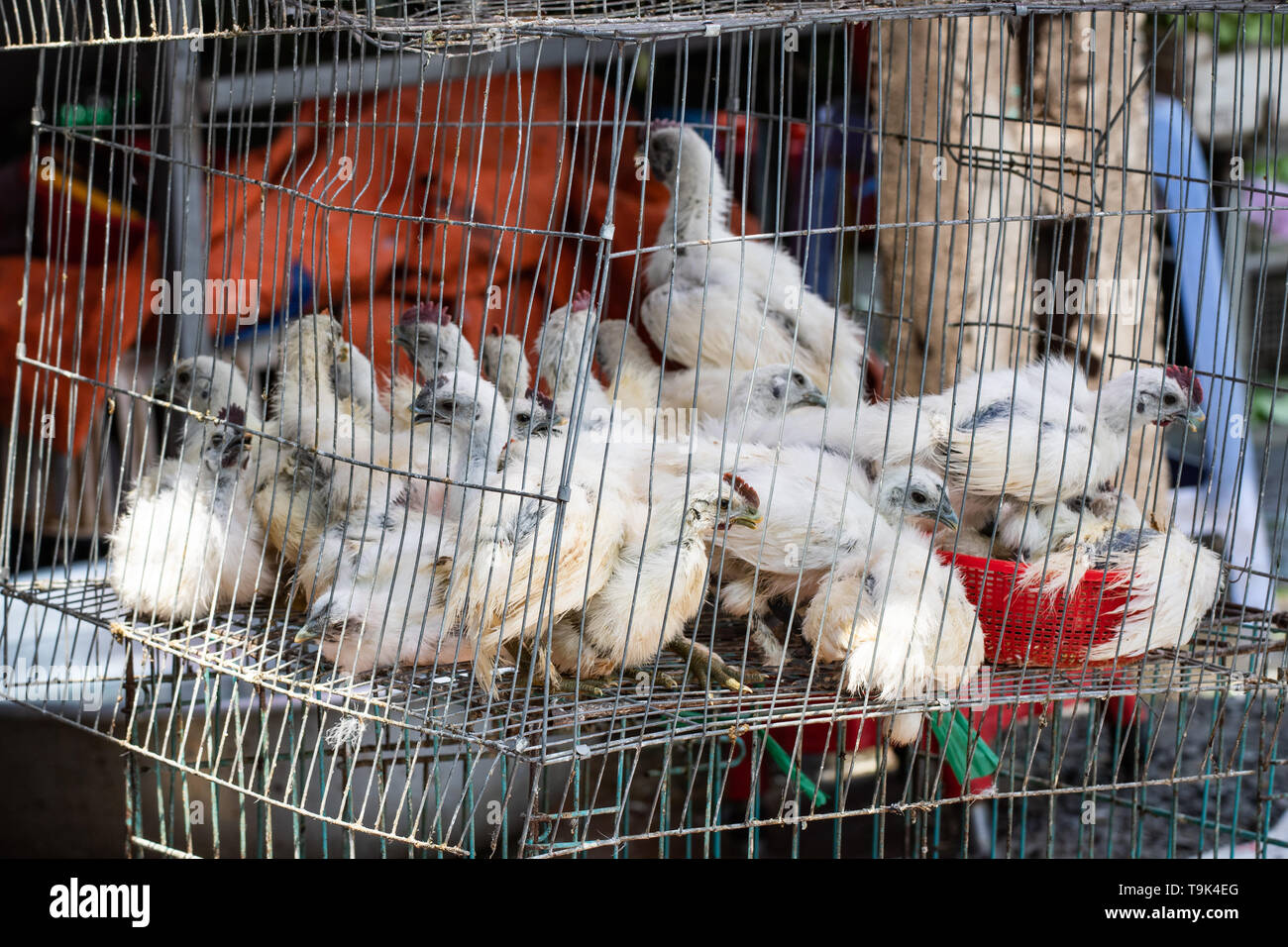 Chicken In Cage Stock Photos Chicken In Cage Stock Images Alamy
