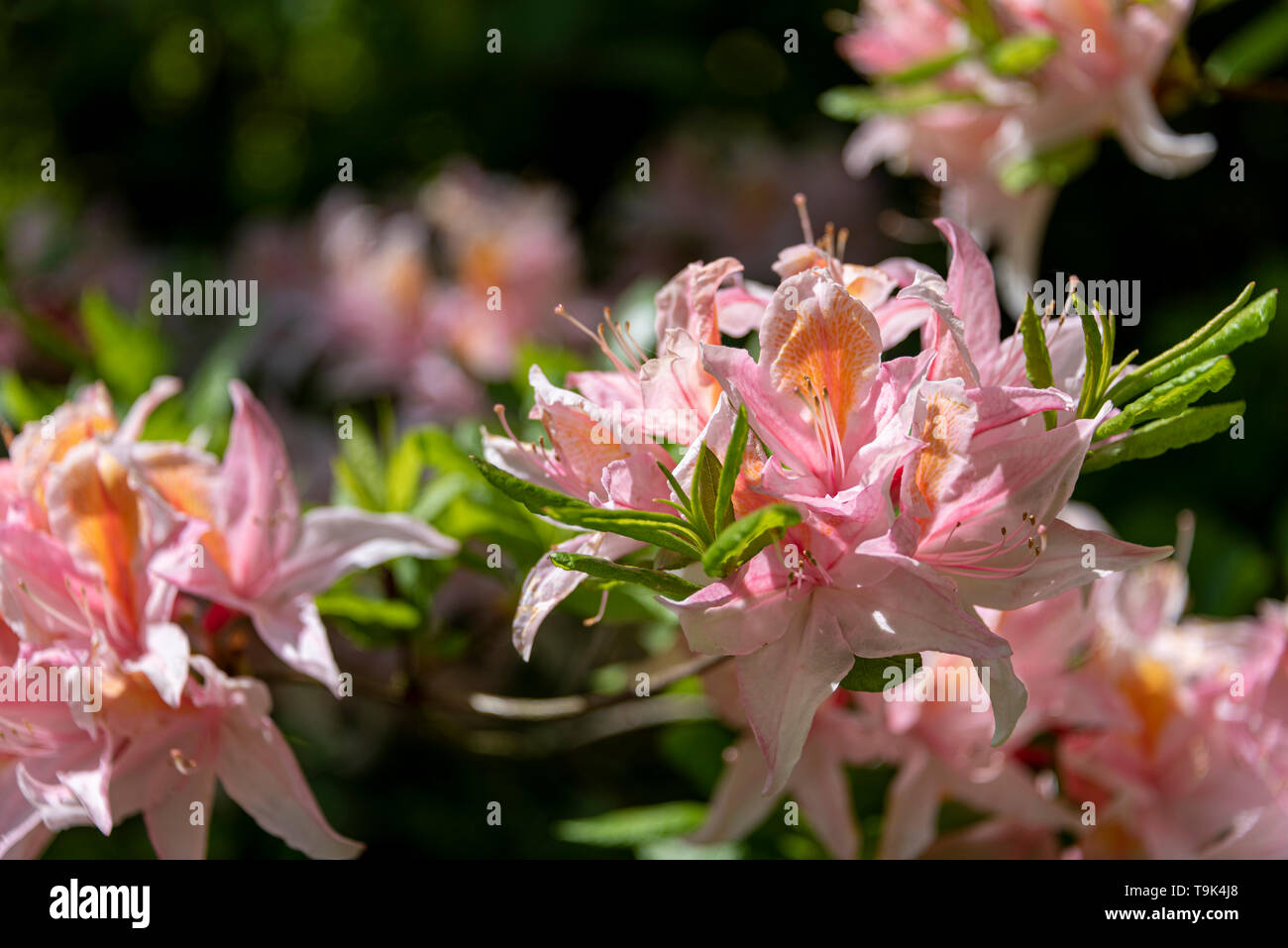Rhododendron delicatissimum. Occidentale hybrid azalea. Ericaceae.Pink rhododendron flower in springtime. Stock Photo