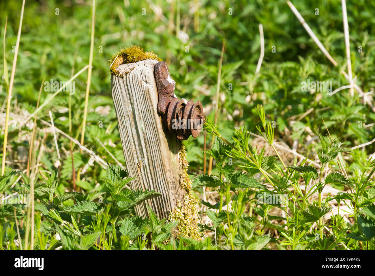 A rusty railway signal cable pulley attached to a worn, partly moss-covered wooden post surrounded by stinging nettles and other weeds. Stock Photo