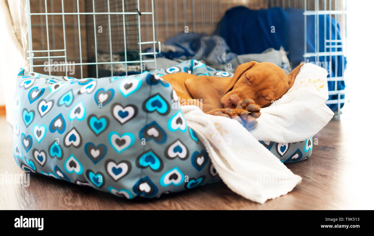 Cute hungarian 2 months old vizsla puppy sleeping in his comfy bed with