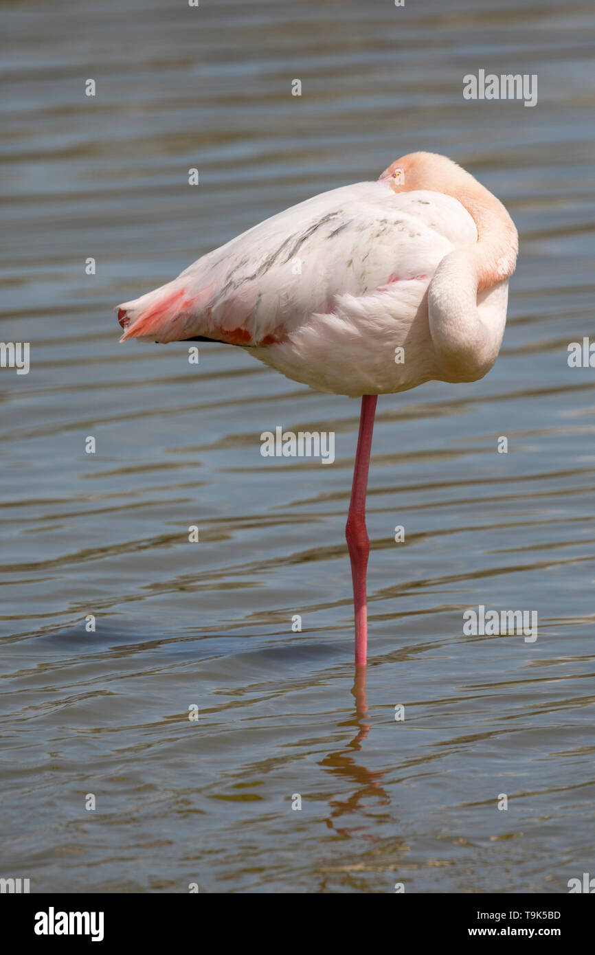 Greater flamingos, Phoenicopterus roseus, standing in water with its head between its wing and its eye open in Camargue, France. Stock Photo