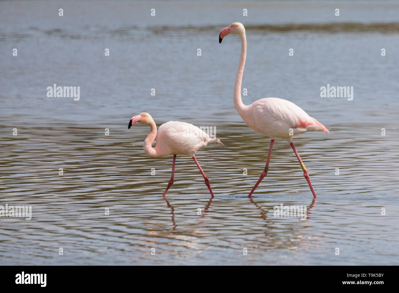 Paring of Greater flamingos, Phoenicopterus roseus, in Camargue, France. Stock Photo
