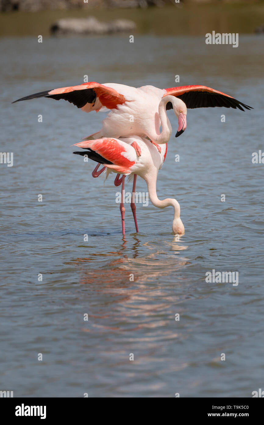 Greater flamingos, Phoenicopterus roseus , mating in Camargue, France. Stock Photo