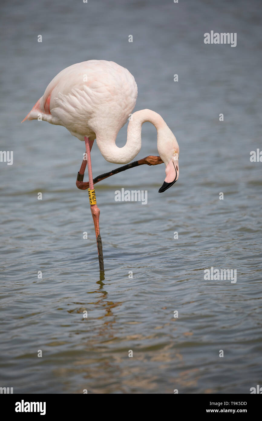 Greater flamingos, Phoenicopterus roseus, scratching its head in Camargue, France. Stock Photo