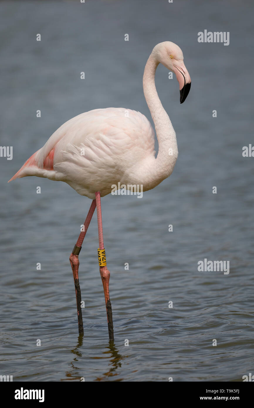 Portrait of a Greater flamingos, Phoenicopterus roseus, in Camargue, France. Stock Photo