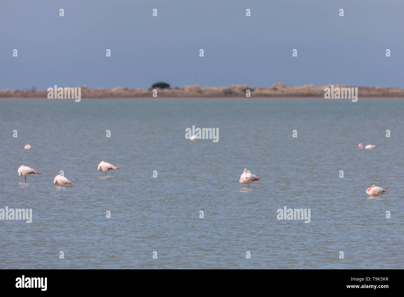 Flock of Greater flamingos, Phoenicopterus roseus, on a lake in Camargue, France. Stock Photo