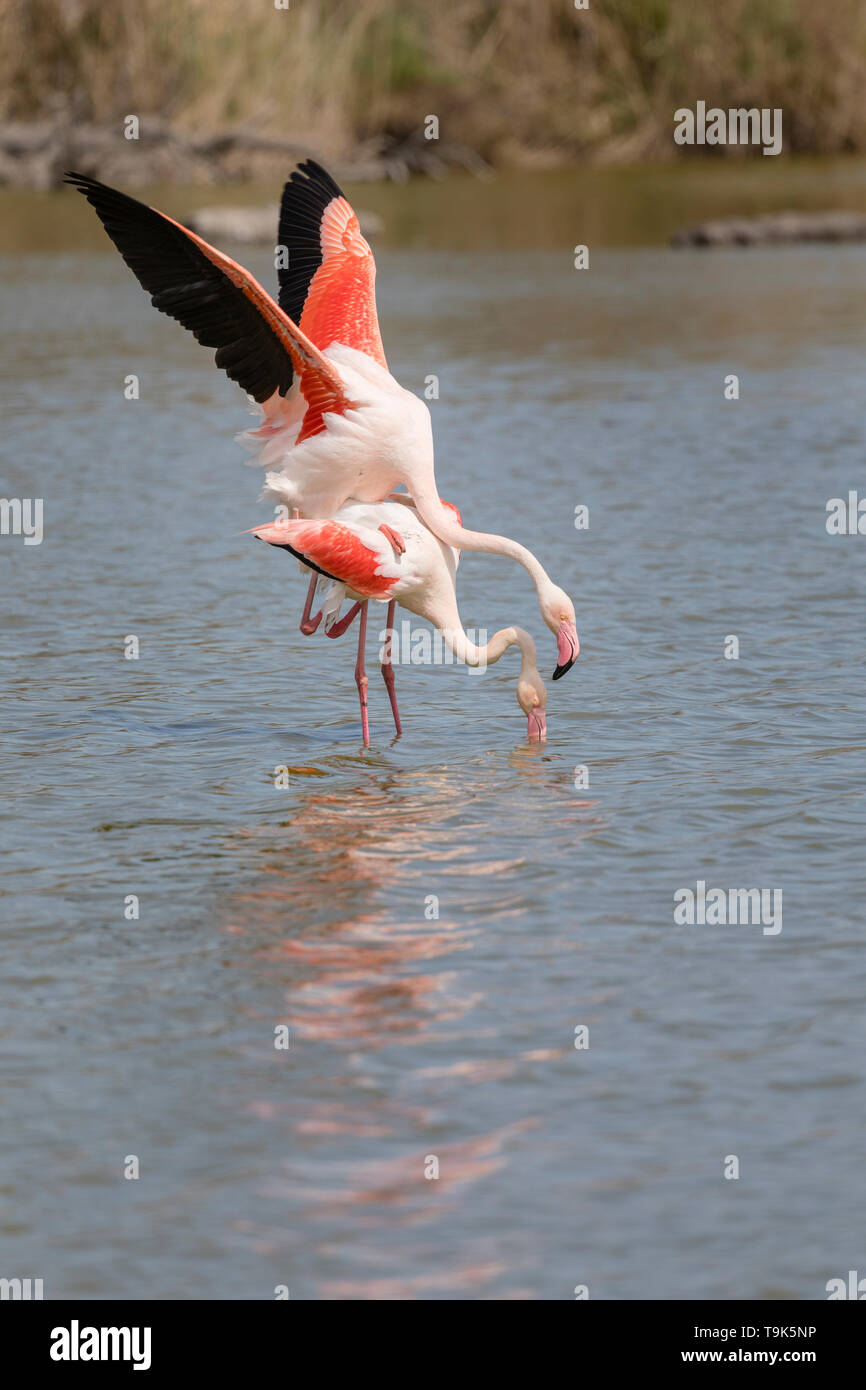 Greater flamingos, Phoenicopterus roseus , mating in Camargue, France. Stock Photo