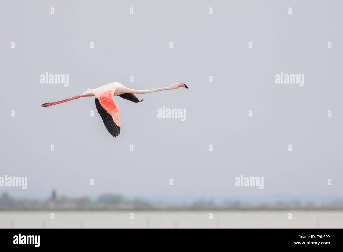 Greater flamingos, Phoenicopterus roseus, flying in Camargue, France. Stock Photo