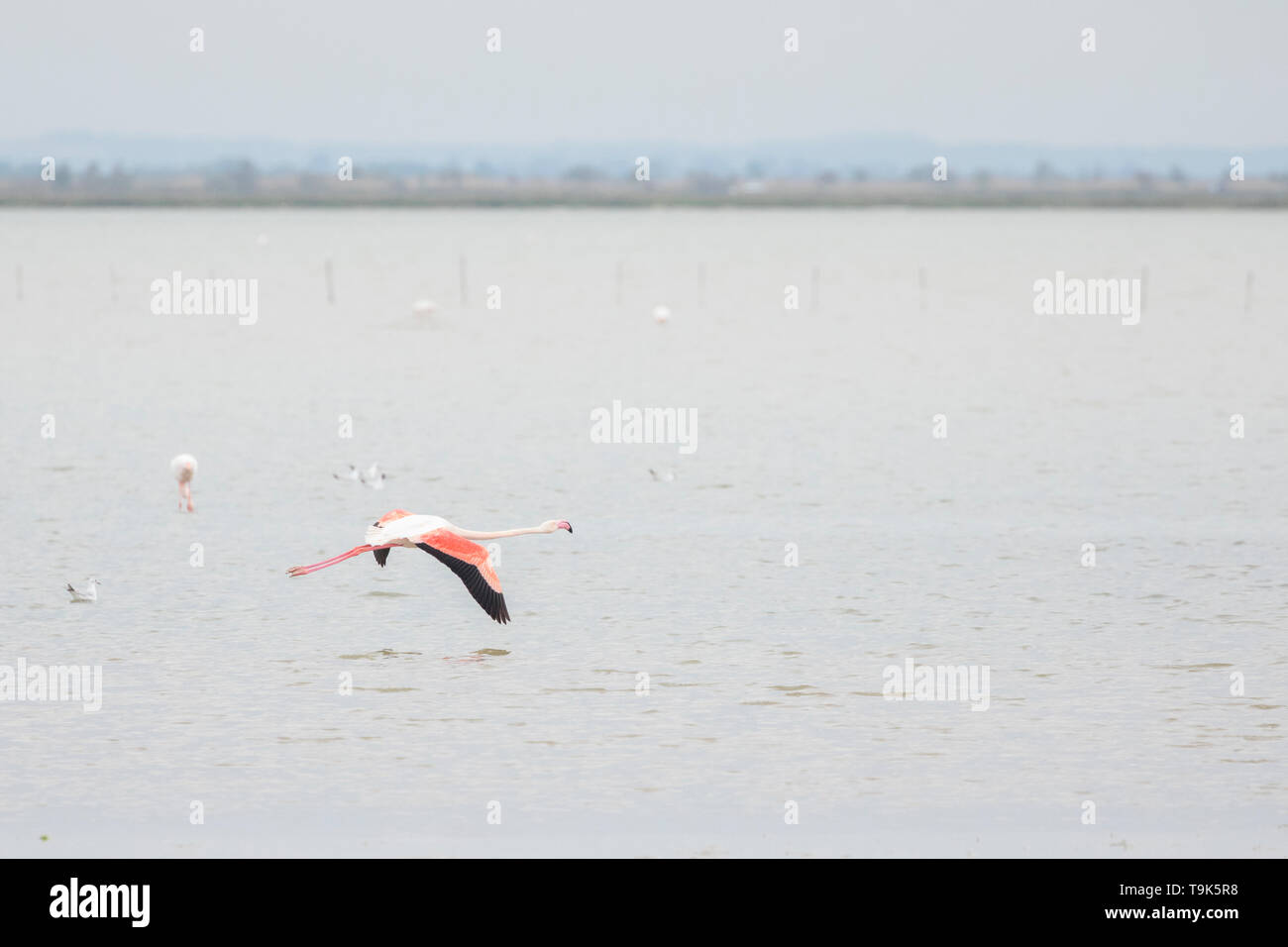 Greater flamingos, Phoenicopterus roseus, flying in Camargue, France. Stock Photo