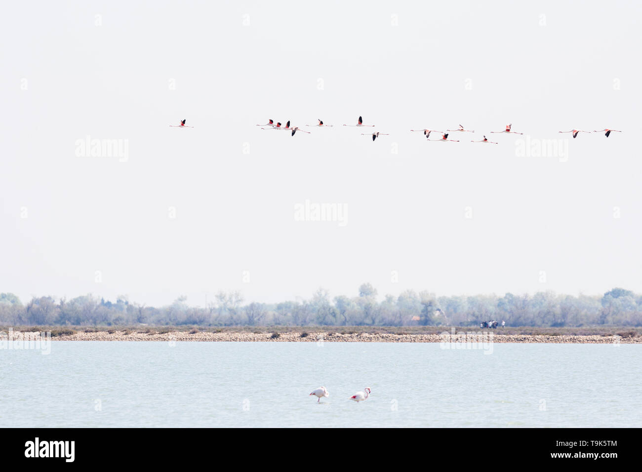 Flock of Greater flamingos, Phoenicopterus roseus, flying in Camargue, France. Stock Photo