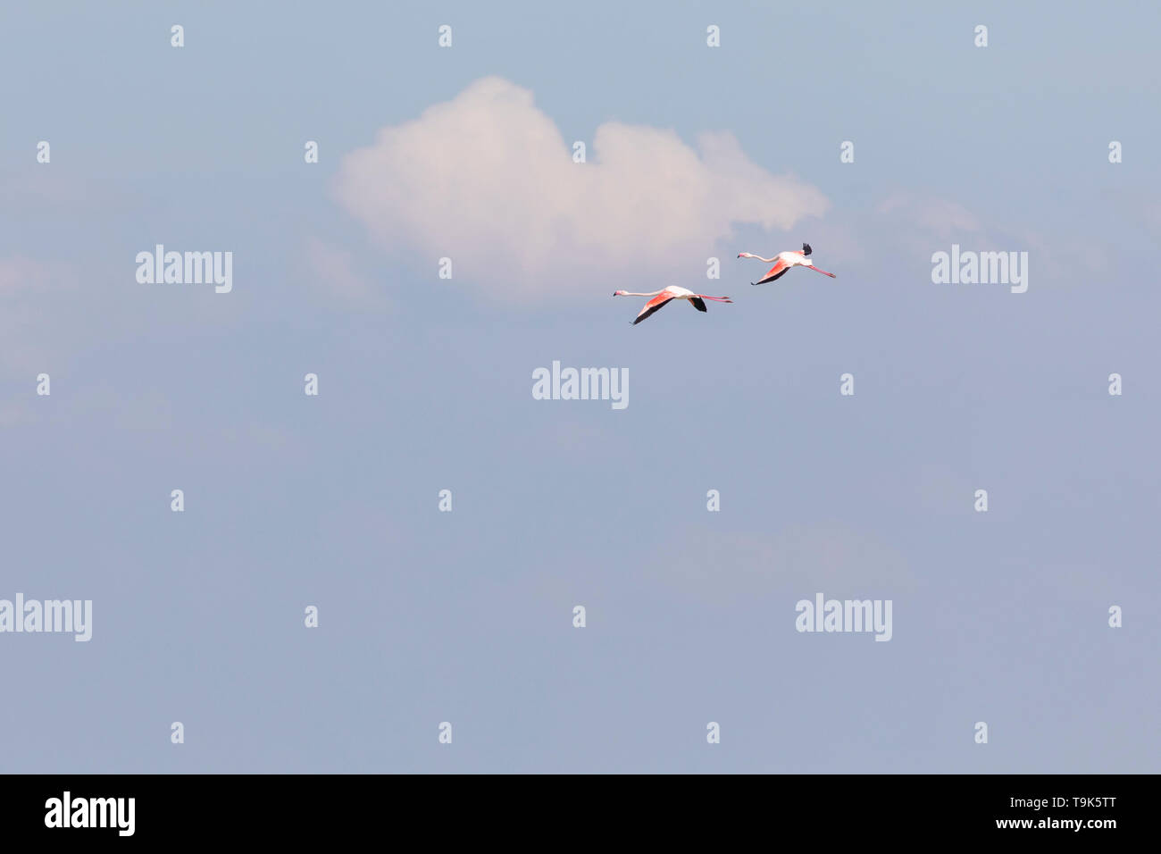 Two Greater flamingos, Phoenicopterus roseus, flying in Camargue, France. Stock Photo
