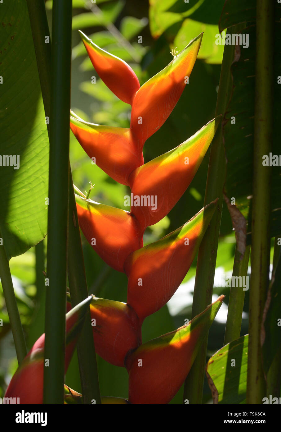 Heliconia Wagneriana (common name lobster claws) Stock Photo