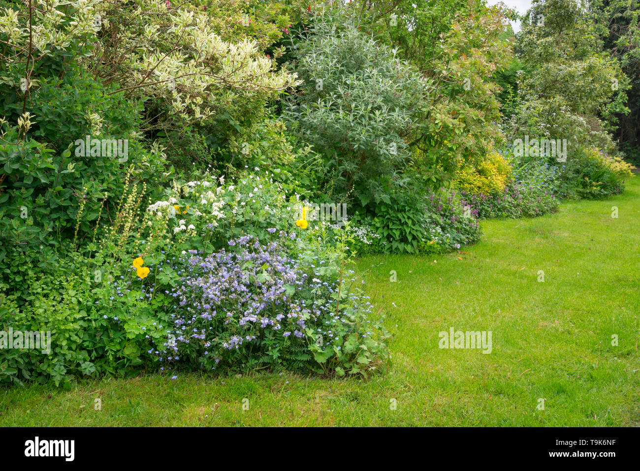 English cottage garden in mid May. An abundance of informal planting of shrubs and perennials. Stock Photo