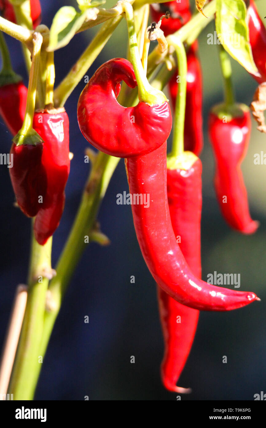Cayenne Pepper Plant Growing High Resolution Stock Photography and Images Alamy