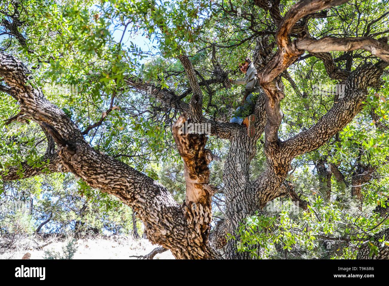 Soil texture, dry branches and ashes in rural area Real del Alamito in  Sonora, Mexico  Photo: (Photo by Luis Gutierrez / Norte Photo)  dry,  dry Stock Photo - Alamy