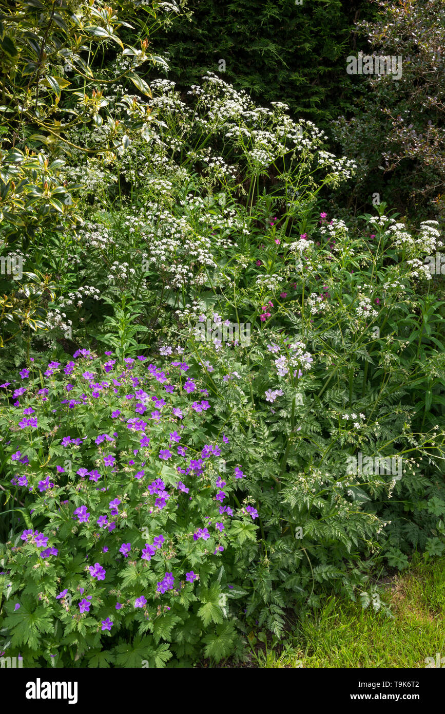 English cottage garden in mid May. An abundance of informal planting of shrubs and perennials. Stock Photo