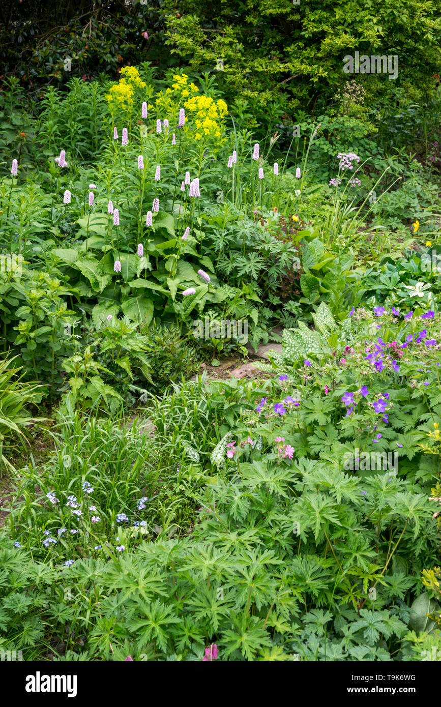 English cottage garden in mid May. An abundance of informal planting of shrubs and perennials. Stock Photo