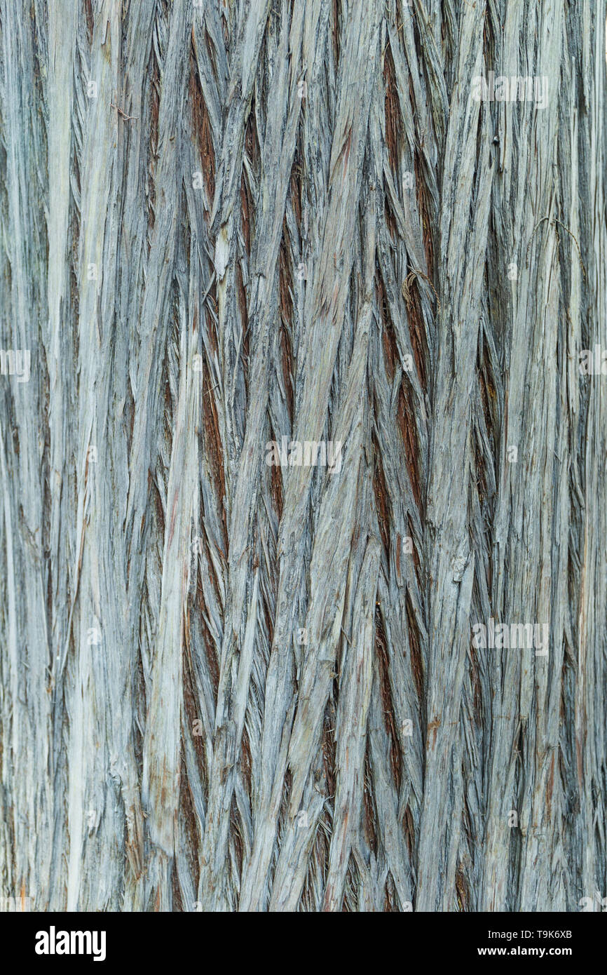 Bark of a Bhutanse pine tree as background Stock Photo