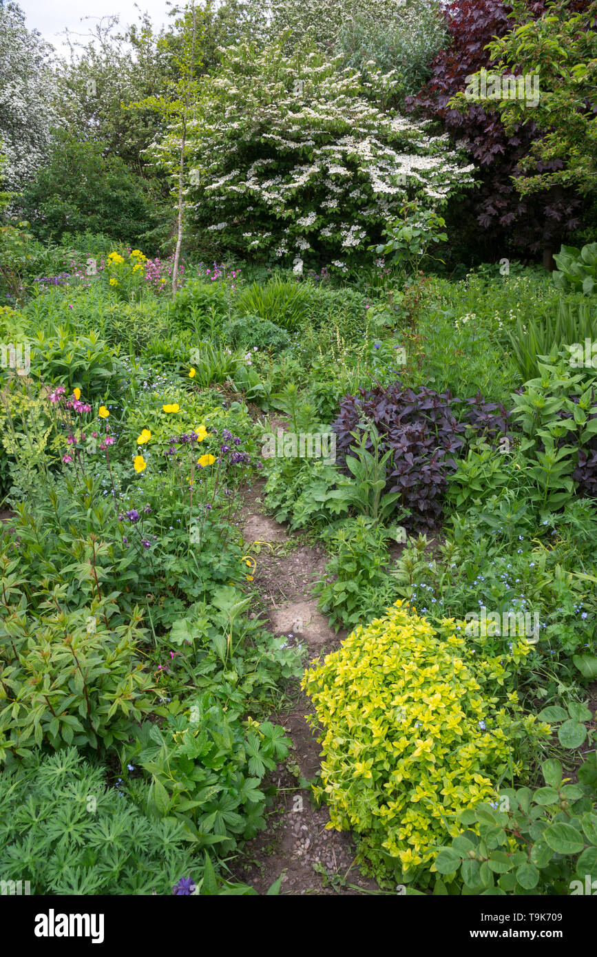 English cottage garden in mid May. An abundance of informal planting of shrubs and perennials. Stock Photo