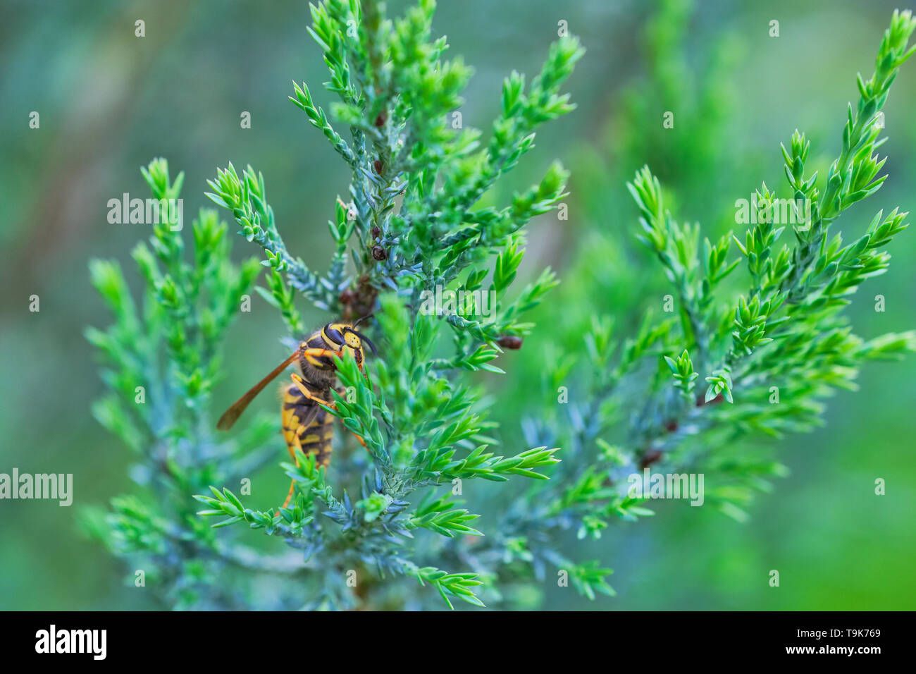 close up of a wasp sitting in a cypress tree Stock Photo