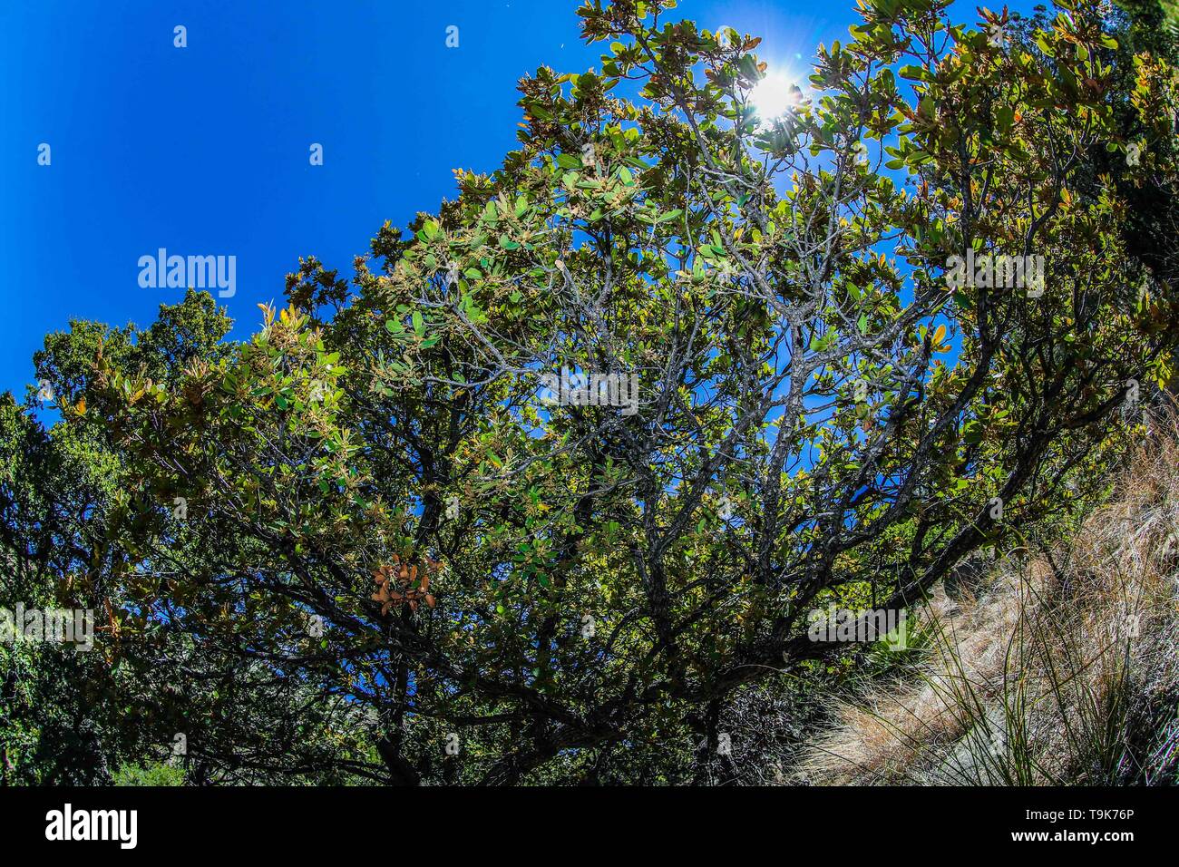 Soil texture, dry branches and ashes in rural area Real del Alamito in  Sonora, Mexico  Photo: (Photo by Luis Gutierrez / Norte Photo)  dry,  dry Stock Photo - Alamy