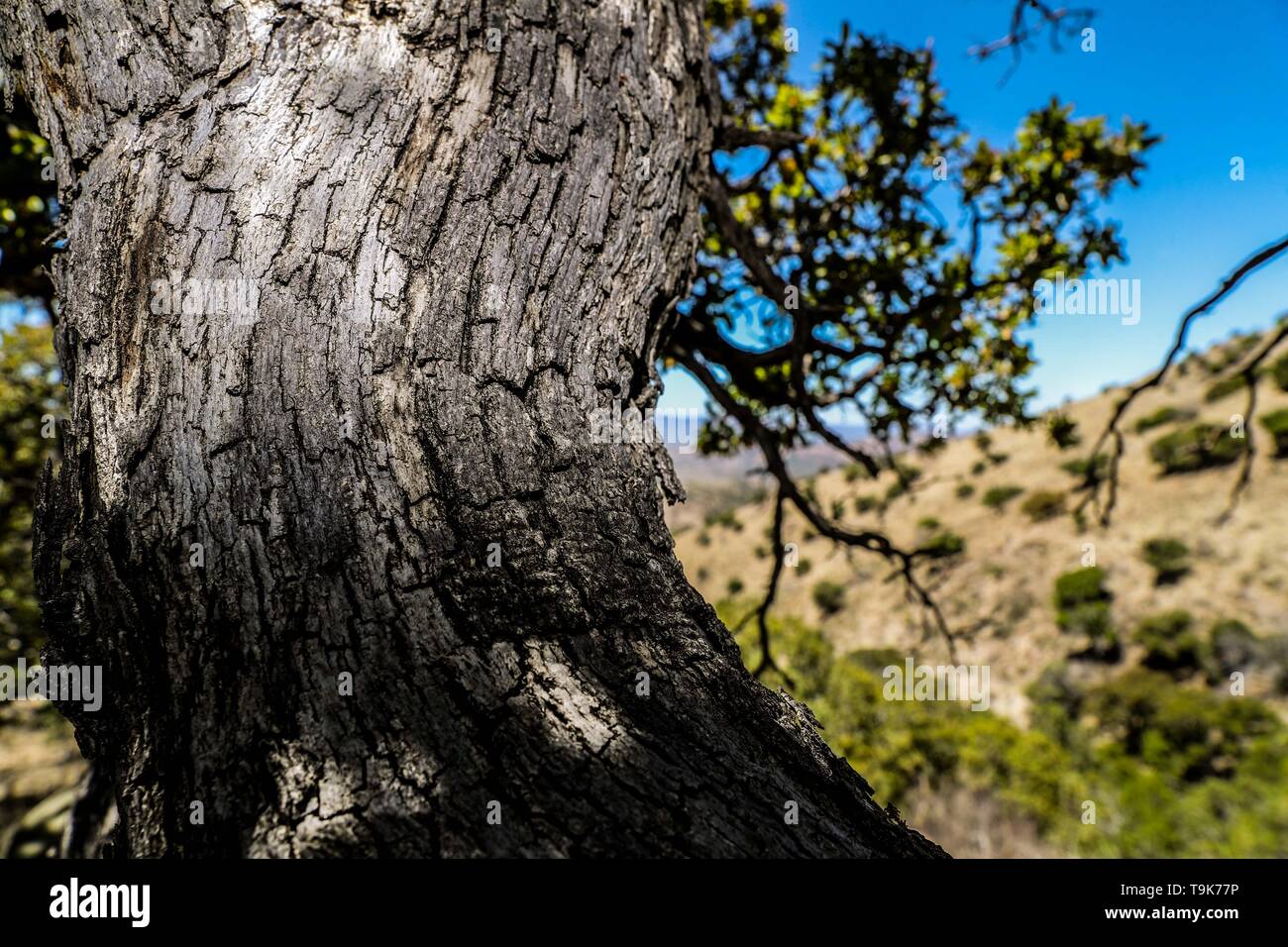 Oak tree forest, courtly, wood texture, trunk branches and oak tree leaves,  in the Chivato mountain range in the municipality of Santa Cruz, Sonora,  Mexico. (photo: Luis Gutierrez / nortephoto) bosque de