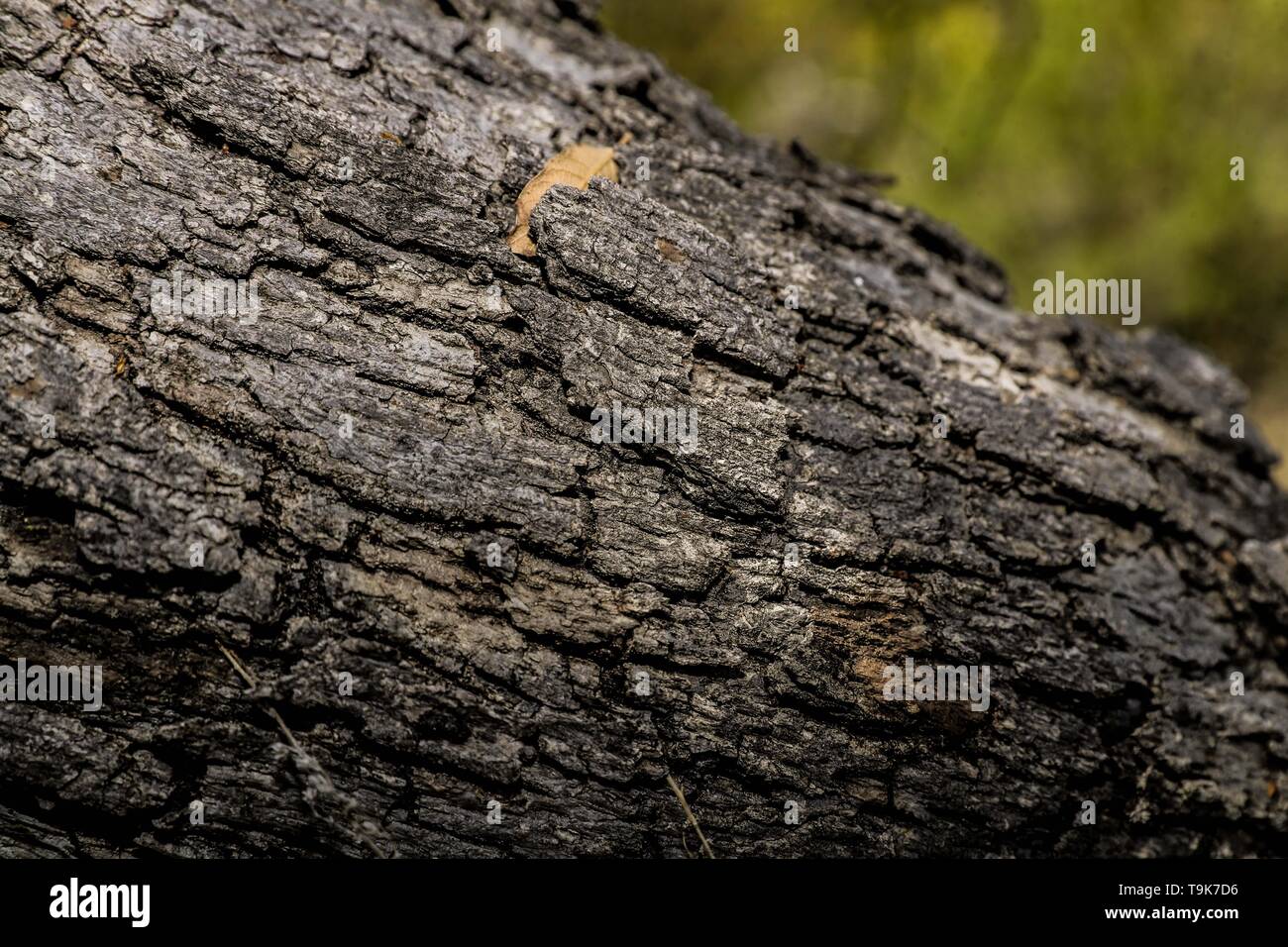 Soil texture, dry branches and ashes in rural area Real del Alamito in  Sonora, Mexico  Photo: (Photo by Luis Gutierrez / Norte Photo)  dry,  dry Stock Photo - Alamy