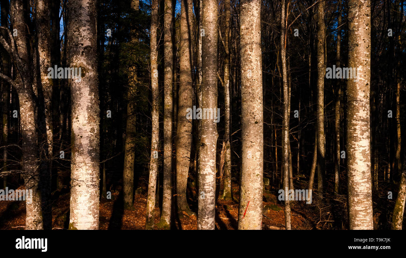 Golden hour forest scenery. Tree trunks pattern wallpaper, background or backdrop. Nature concept. Stock Photo