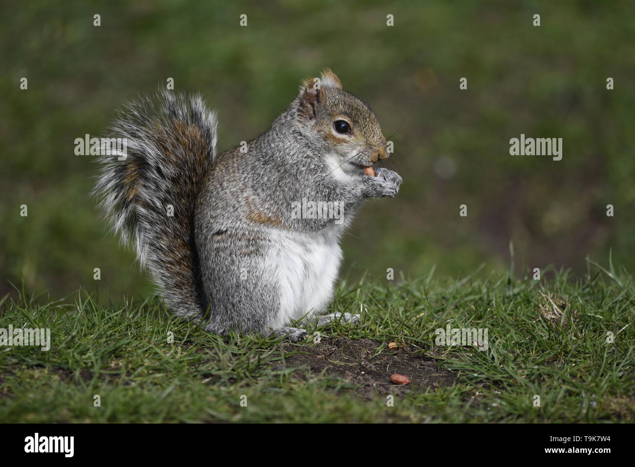 Grey Squirrel sat on grass eating nuts Stock Photo