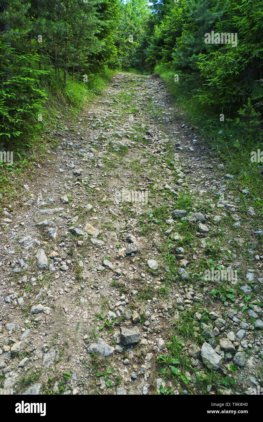 Rocky forest road hi-res stock photography and images - Alamy