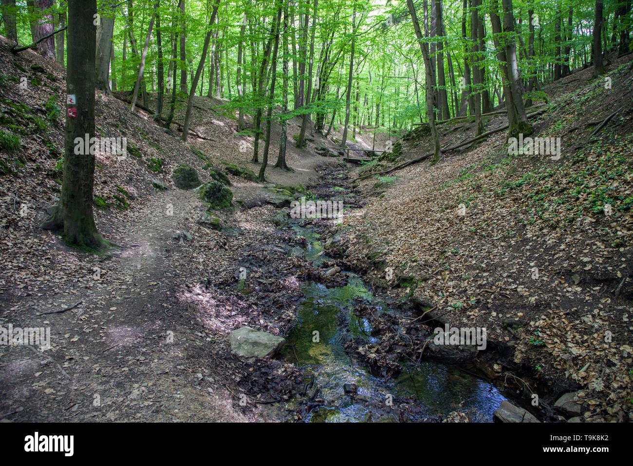 The stream Hasselbach at the hiker trail Steckeschlääfer-Klamm, Binger forest, Bingen on the Rhine, Rhineland-Palatinate, Germany Stock Photo