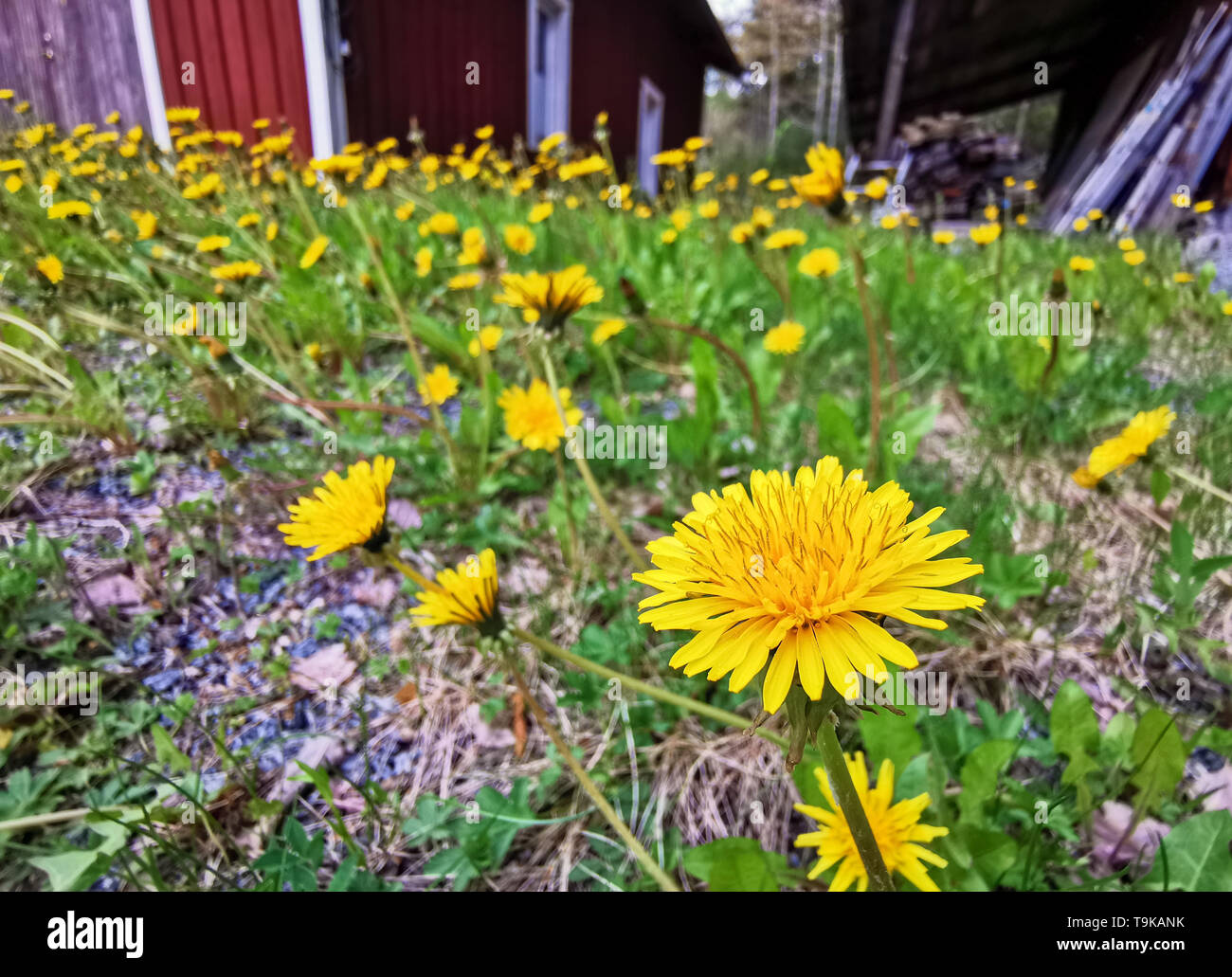 Many dandelions in gravel pebble.  Weed at garage ramp. Stock Photo