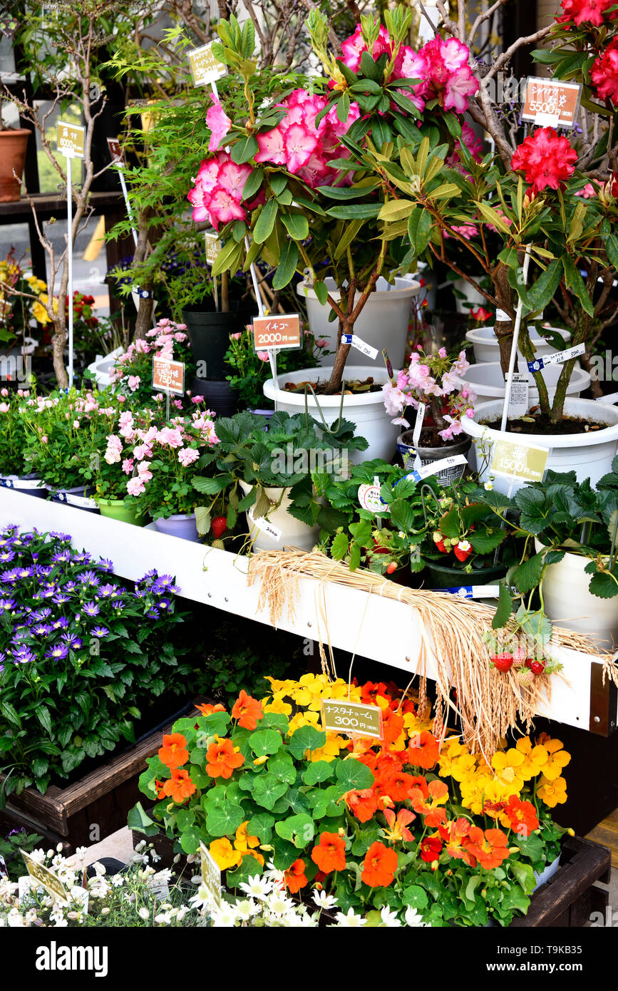 Japan flower shop hires stock photography and images Alamy