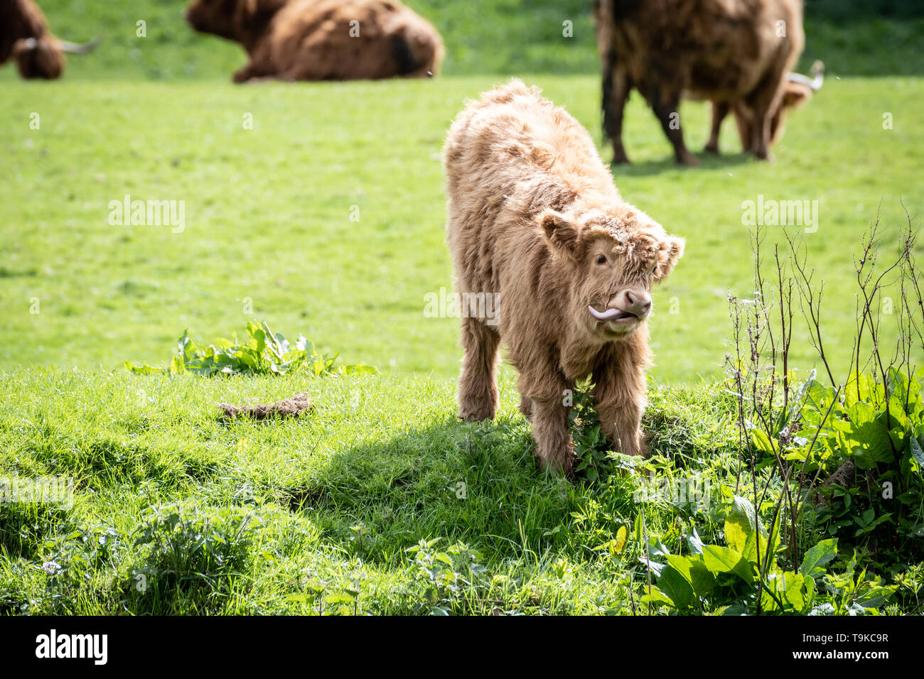 Highland Cow Stock Photo