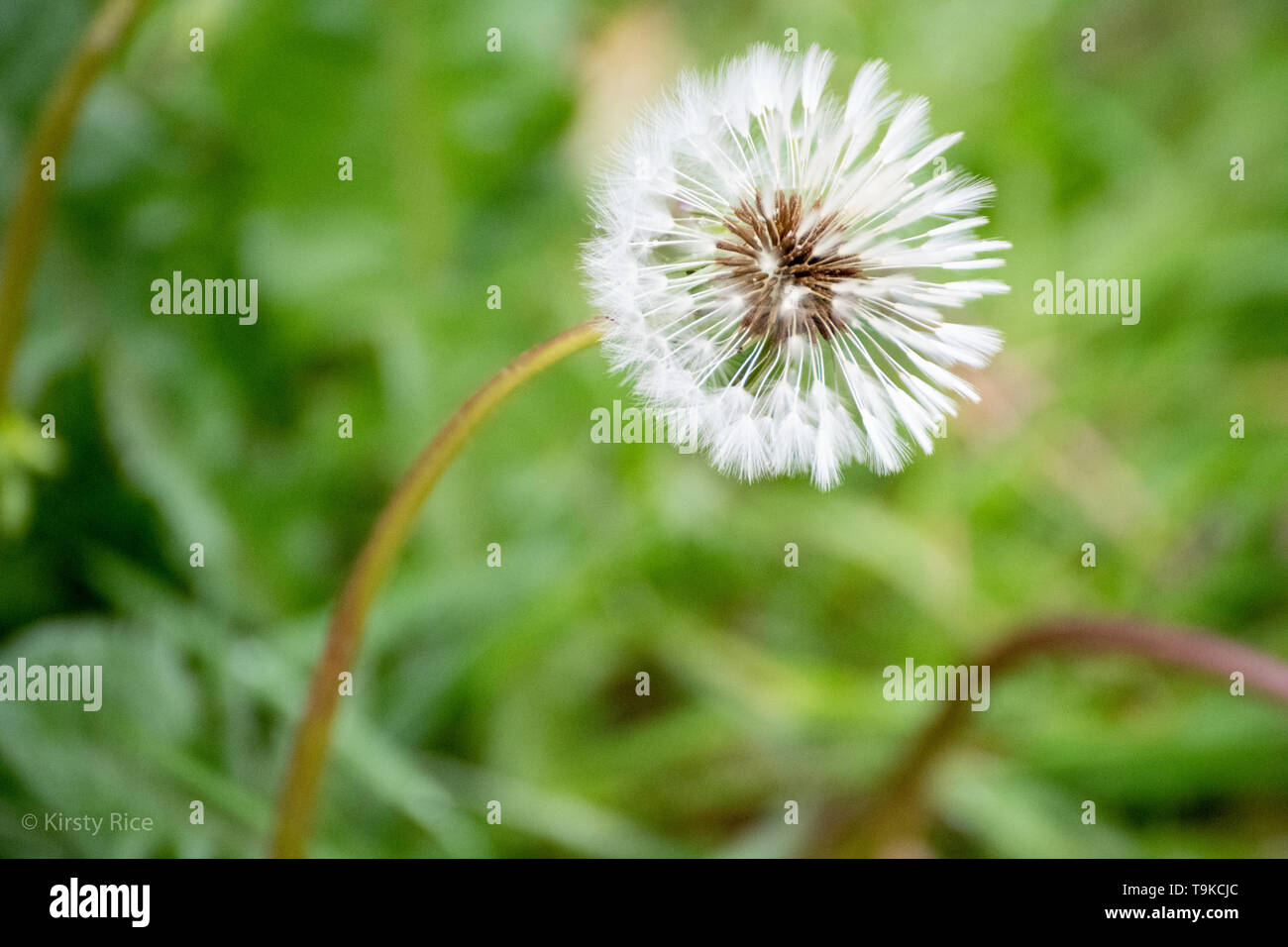 Wish flower hires stock photography and images Alamy