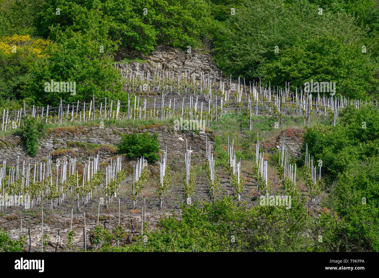 biodiversity in vineyard sites at Piesport (Piesporter Goldtröpfchen) Mosel Valley, Germany Stock Photo