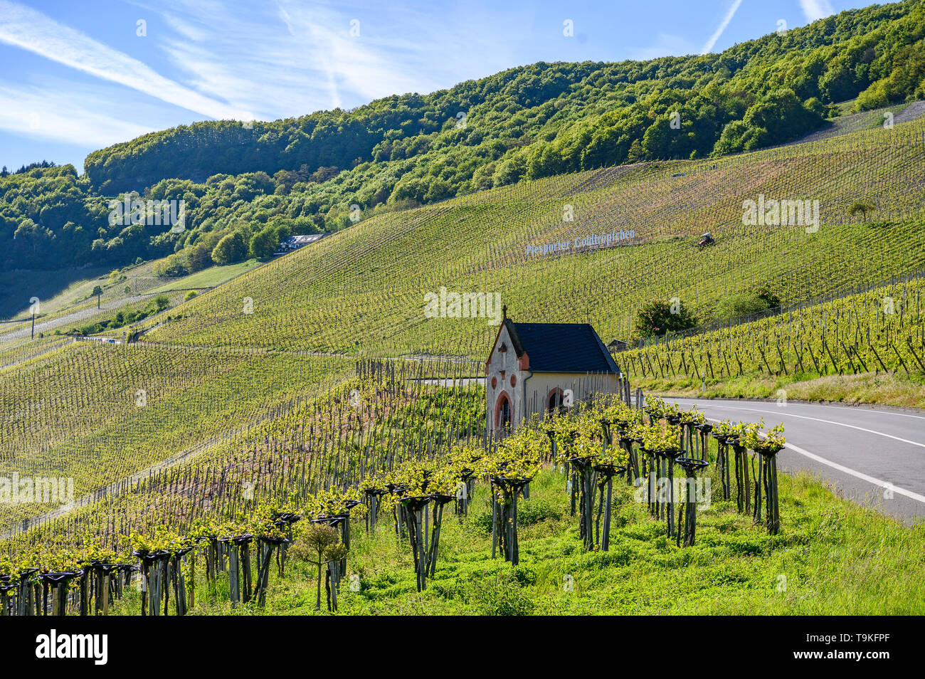 Vineyard (Piesporter Goldtröpfchen), Mosel Valley, Germany Stock Photo