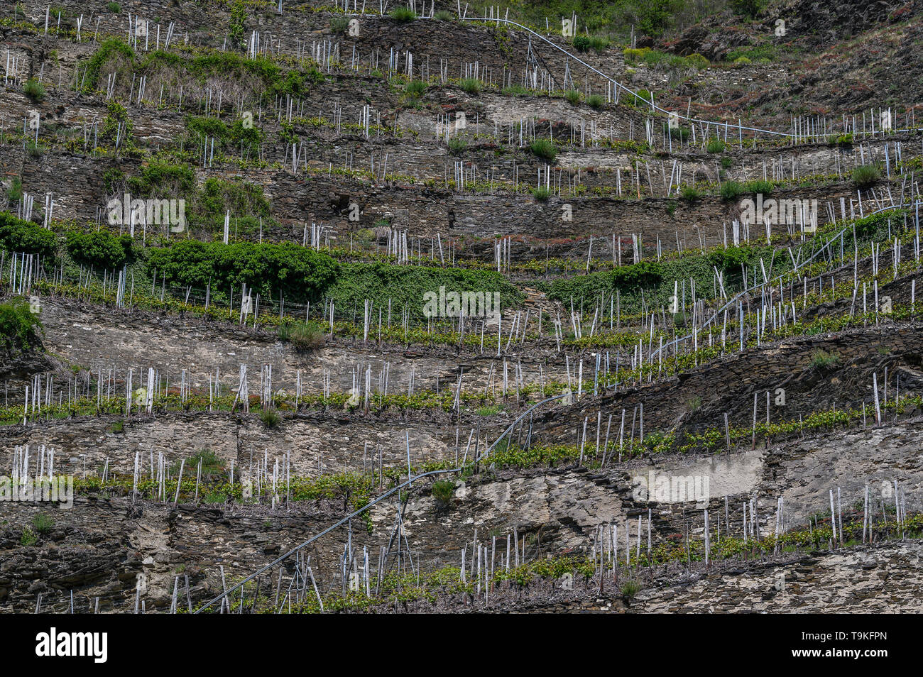 vineyards of Kobern-Gondorf, Mosel Valley, Germany Stock Photo