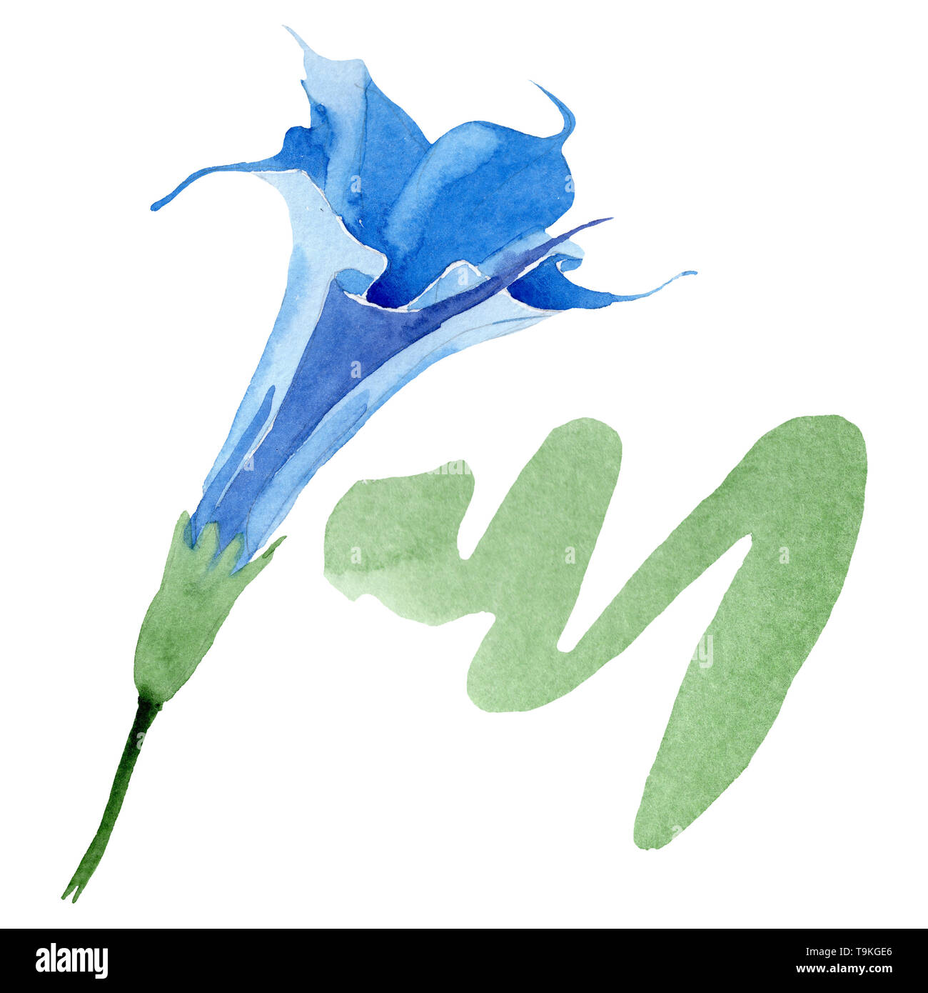 Blue brugmansia floral botanical flowers. Watercolor background set