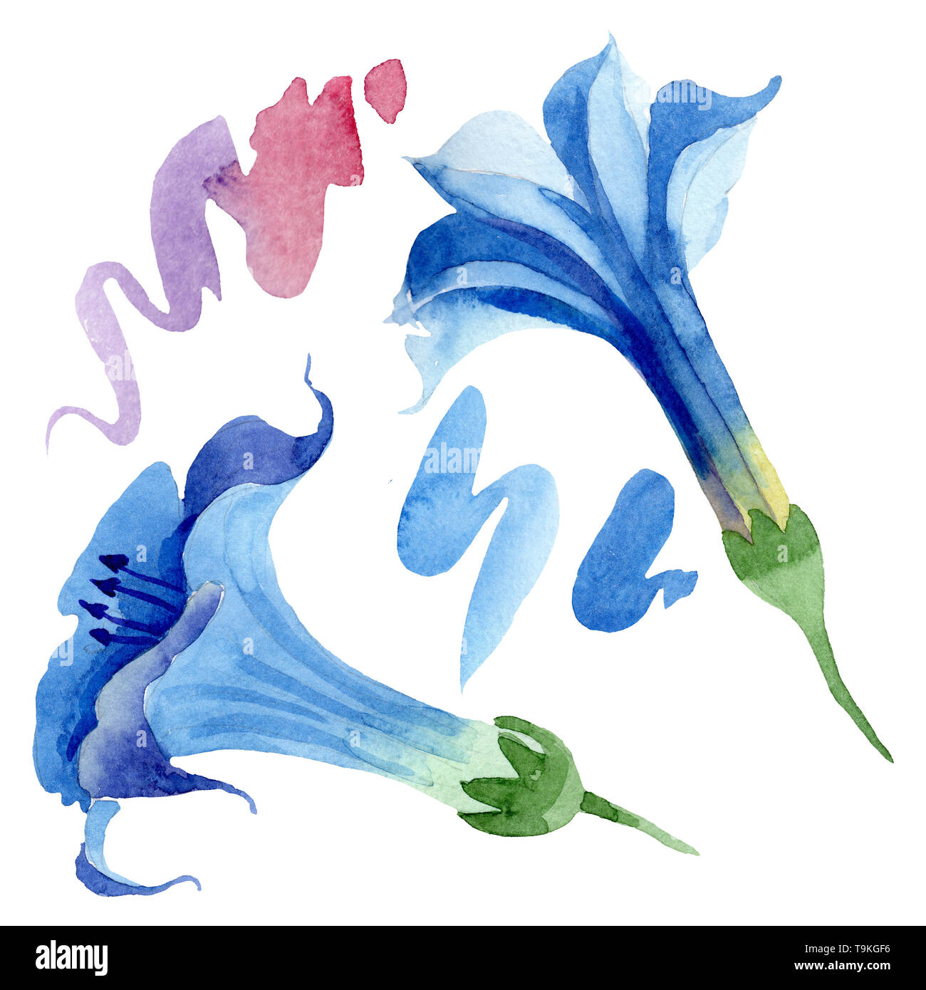 Blue brugmansia floral botanical flowers. Watercolor background set